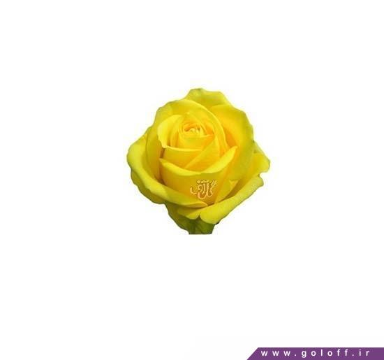 خرید اینترنتی گل رز هلندی موهانا - Rose | گل آف